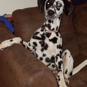 Meet your Posher, Bev